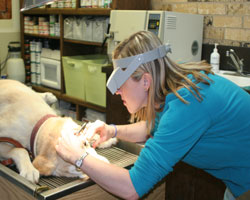 Dr. Becca Bridge, DVM